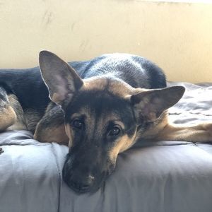 Meet your Posher, Gilbert